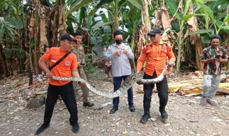 Ular Piton 1,5 Meter Ditemukan di Belakang Rumah Warga Rungkut Surabaya