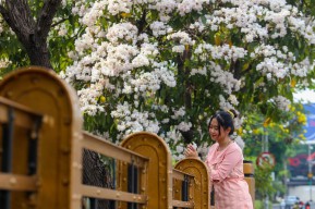 Tabebuya Bermekaran, Beri Nuansa Blossom Season Jepang di Surabaya