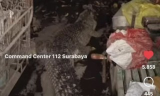 Ngeri! Warga Surabaya ini Pelihara Buaya Sepanjang 3 Meter di Rumahnya, Minta Dievakuasi