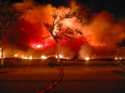 Satu Hektar Lahan Alang-alang di Keputih Surabaya Terbakar, 7 Unit Damkar Dikerahkan