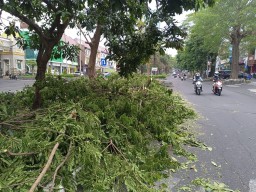 Wow! Belum Satu Bulan Musim Penghujan, Tercatat 76 Pohon Tumbang di Surabaya