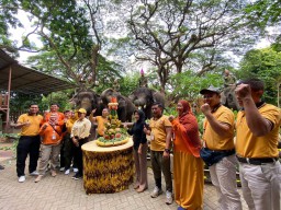 Rayakan Ulang Tahun ke 13, Gonzales Gajah KBS Dibuatkan Kue dari Tumpukan Buah