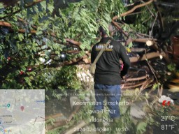 Hujan Deras! Pohon Tumbang Timpa Honda BRV di Depan Pasar Kapasan Surabaya