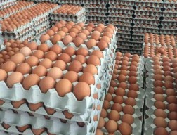 Harga Telur Melambung Tinggi Jelang Ramadan