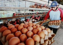 Gunakan Aplikasi Standarisasi Harga Telur, Perhimpunan Peternak Halau Monopoli Komoditas