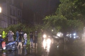 17 Pohon Tumbang Diterjang Hujan Disertai Angin Kencang di Surabaya