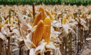 BULOG Hentikan Impor Jagung, Ini Alasannya