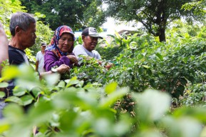 Agrowisata Lansia jadi Taman Rekreasi Favorit Warga Usia Lanjut