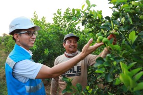 Listrik Masuk Sawah, Petani Nganjuk Hemat Operasional 81 Persen