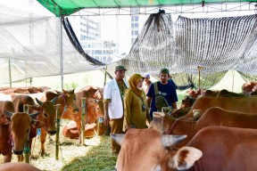 103 Pedagang Ajukan Rekomendasi Lapak Hewan Kurban di Surabaya