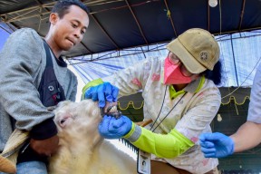120 Dokter Siap Cek Kesehatan dan Vaksin PMK Hewan Kurban di Surabaya