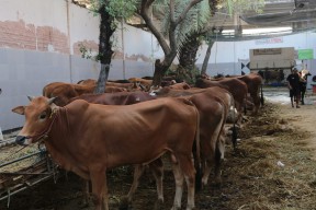 RPH Surabaya Targetkan Penjualan Hewan Kurban Naik 20 Persen