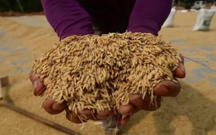 Harga Gabah oleh Bapanas Dinilai Tidak Menguntungkan Petani