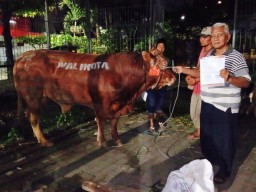 Eri Cahyadi Sumbang Sapi ke Golkar, Arif Fathoni: Politik Kesampingkan Dulu