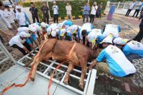 Idul Adha 1445 H, PGN Bagikan 382 Hewan Qurban di Wilayah Operasional