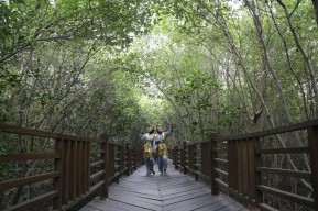 Keren! Koleksi Kebun Raya Mangrove Surabaya Paling Lengkap se-Indonesia