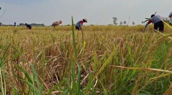 Berdayakan Mitra Tani Bulog Serap Gabah Langsung dari Petani