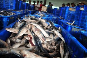 Impor Rendah, Indonesia Jadi Negara Net Eksportir Produk Perikanan