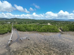 Pelindo Terminal Petikemas Rehabilitasi 25 Hektar Mangrove di Sulteng