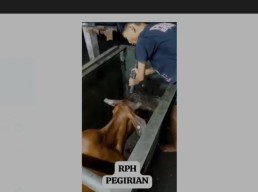 Viral Rekaman Video Sapi Ditembak Kepala di Surabaya, Dirut RPH: Hoaks