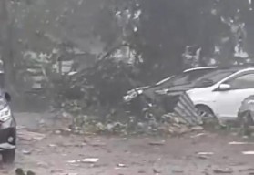 Angin Kencang, 8 Pohon Tumbang hingga Mobil Rusak di Dharmahusada Surabaya