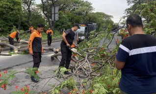 8 Pohon Tumbang Akibat Hujan Disertai Angin di Surabaya