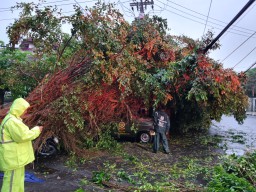 Menegangkan! Driver Mobil Satpol PP Surabaya Tertimpa Pohon Tumbang