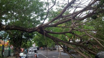 Pohon Tumbang di Jalan BKR Pelajar Surabaya Lumpuhkan Arus Lalu Lintas