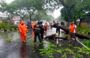 Pohon Kenari Tumbang di Jalan Kenjeran Surabaya, Tim Gabungan Respon Cepat