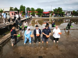 Budidaya Padi Biosalin PGN Dapat Apresiasi dari Jokowi