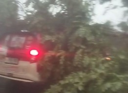 Hujan Angin, Pohon Tumbang Timpa Mobil di Depan Hotel Novotel Samator Surabaya