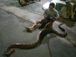 Meresahkan, 8 Ekor Ular Piton Serang Pemukiman Warga Bubutan Surabaya