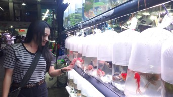 Pasar Ikan Hias Gunungsari jadi Primadona Ngabuburit di Surabaya