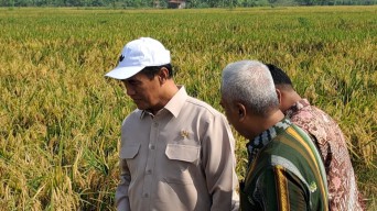 Kementan Pacu Produksi Padi, Pastikan Kesejahteraan Petani