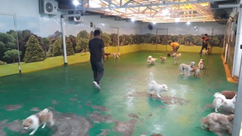 Permintaan Melejit, Sunnypet Hotel Surabaya Kebanjiran Pelanggan di Libur Lebaran