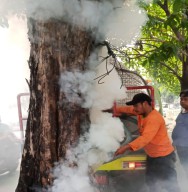 Aneh, Pohon di Surabaya Tiba-tiba Terbakar dari Dalam Batang, Warga Gagal Padamkan