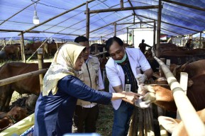 Tak Cukup Surat Sehat, DKPP Surabaya Tetap Periksa Ulang Hewan Kurban