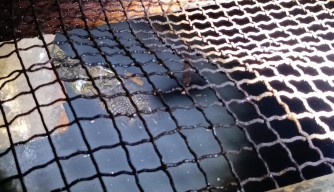 Evakuasi Buaya Muara 2 Meter di Surabaya Ditunda, Kandang BKSDA Belum Siap