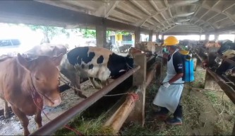 7 Juta Ternak Terdampak, Komisi IV DPR RI Kebut Penanggulangan Wabah