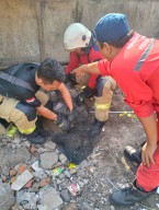 Bikin Resah Warga, Monyet Lepas di Kutisari Belum Ditemukan