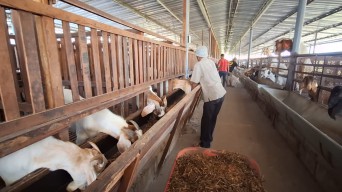 Peternakan Mojokerto Kembangkan 800 Kambing Impor dari Afrika dan Australia