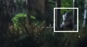 Viral Video 30 Detik Pasangan Bercumbu di Taman Lalu Lintas Mojosari