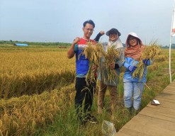 Festival Suadesa hingga Padi Biosalin, Cara PGN Dukung Ekonomi Lokal