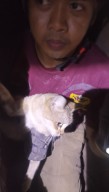 Drama Evakuasi Kucing di Surabaya, Damkar Harus Jebol Tembok