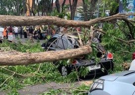 Pohon Ditebang Proyek Revitalisasi Alun-alun Sidoarjo Timpa Mobil dan Motor