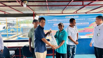 Dorong Ekonomi Pesisir, Pelindo TPK Salurkan Rp309 Juta untuk Budidaya Lobster di Ambon