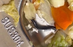 Viral, Siswa Temukan Kelabang di Menu MBG SMA Negeri 15 Surabaya