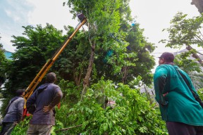 Asem Belanda di Ahmad Yani Keropos, DLH Tingkatkan Kewaspadaan