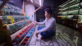 Kena PHK, Pria Mojokerto Beralih Budidaya Cupang hingga Raup Jutaan Rupiah