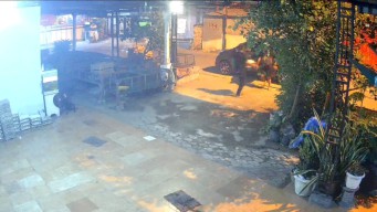 Komplotan Maling Gasak 2400 Telur Bebek di Mojokerto